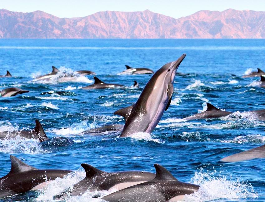 Волонтер Коновалова научила правильно спасть дельфинов