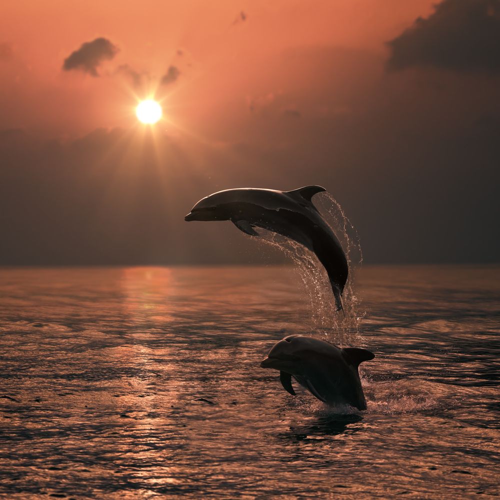 киты черного моря
