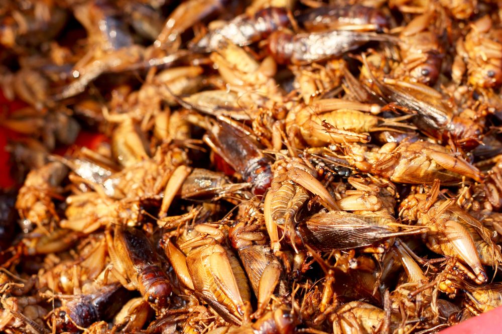 Тараканы в краснодаре фото