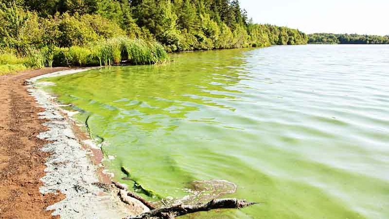 Как очистить пруд от водорослей и предотвратить их появление