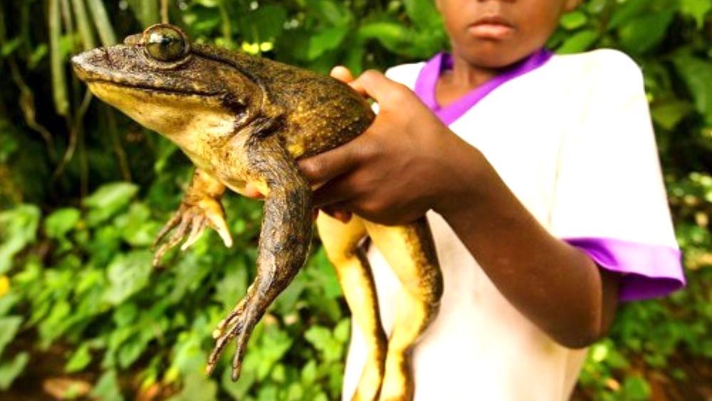 Лягушка-голиаф - фото, сколько весит и размеры земноводной