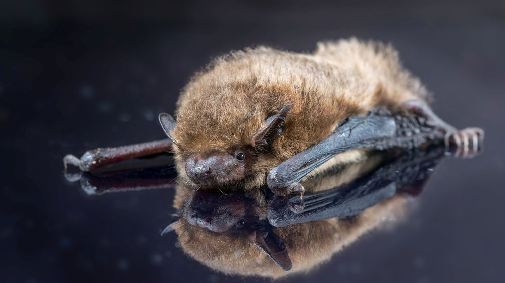 Стрельба глазами летучая мышь. Pipistrellus pygmaeus.