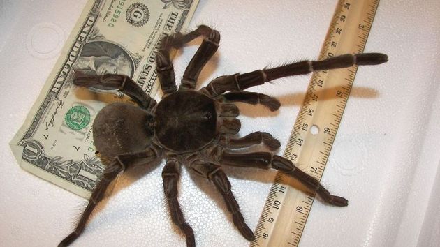 Птицеед-голиаф: самый большой паук в мире, из которого готовят вкусные блюда - биржевые-записки.рф
