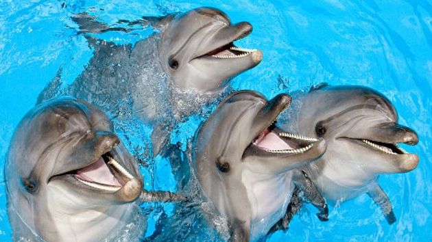 Ученые заметили у берегов Крыма редкого дельфина-альбиноса